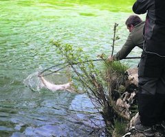 Las fechas de la temporada del salmón no convencen a los pescadores asturianos